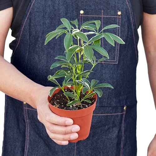 Person holding a small potted plant in one hand, wearing a denim apron.