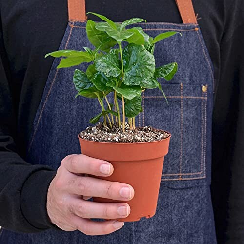 Person holding a small potted plant wearing a denim apron