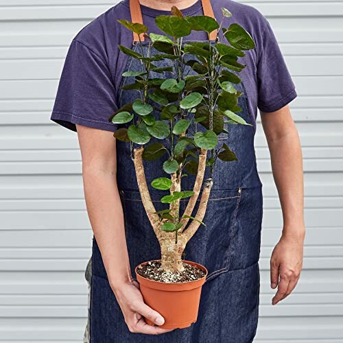 Person holding a potted plant with large green leaves