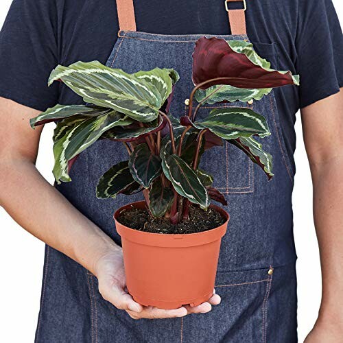 Person holding a potted plant with variegated leaves