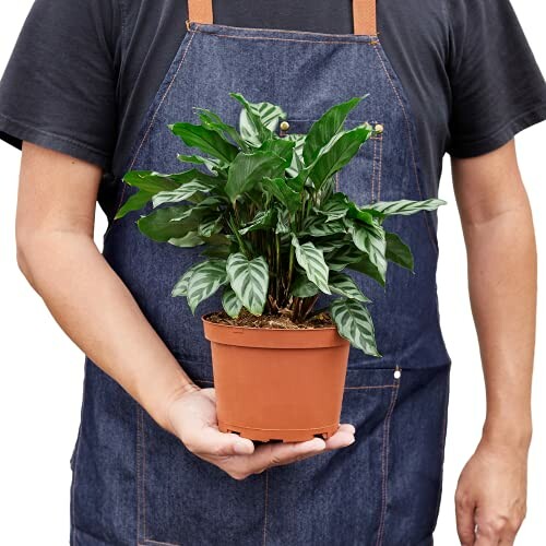 Person holding a potted plant in a brown pot