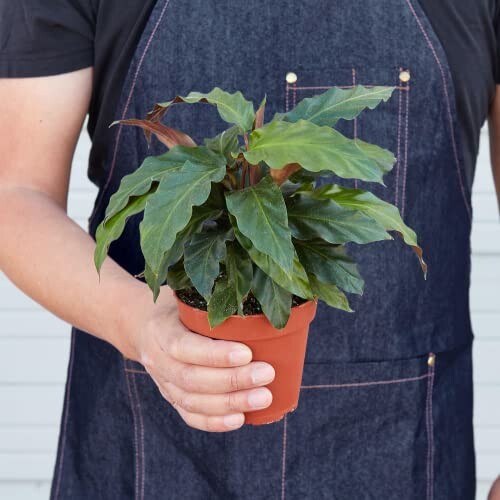 Person holding a potted plant