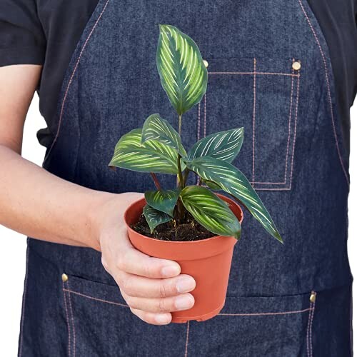 Person holding a potted plant with green leaves