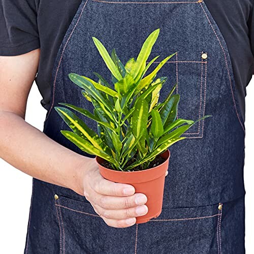 Person holding a potted plant with green leaves.