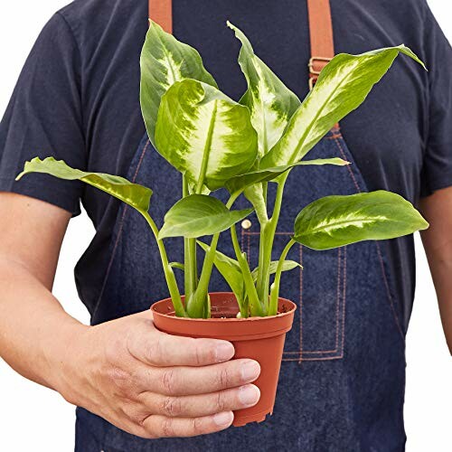 Person holding a potted plant with large green leaves.