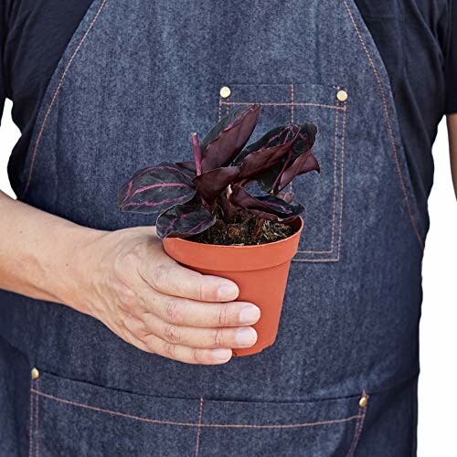 Person holding a small potted purple plant in a denim apron.