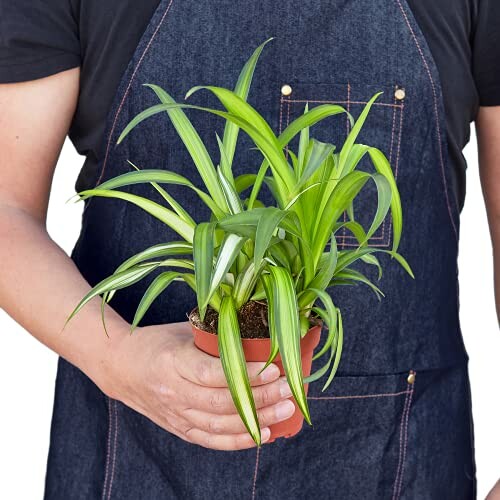 Person holding a small potted spider plant.