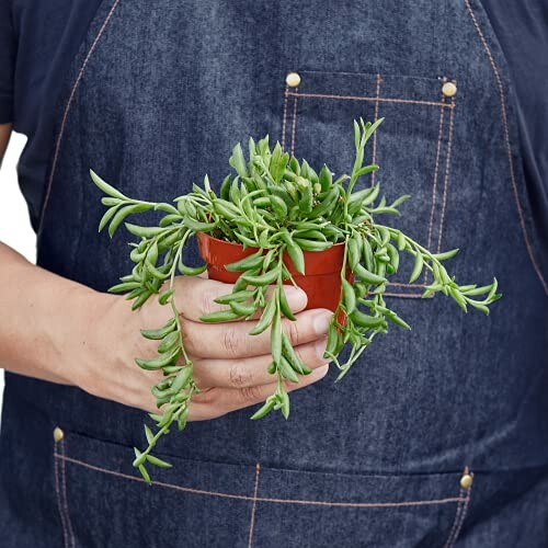 Person holding a potted succulent plant with trailing stems