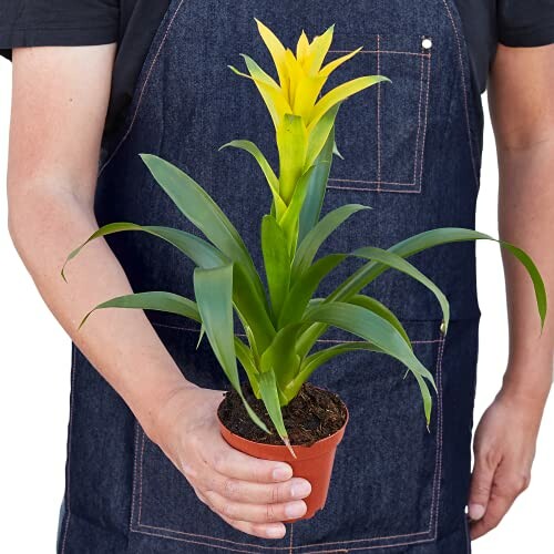 A person holding a yellow bromeliad plant in a small pot