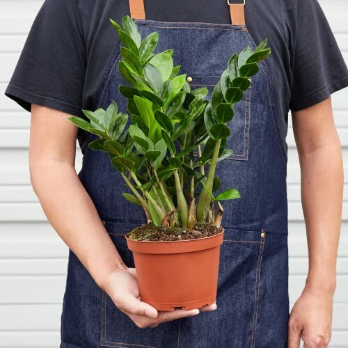 Person holding a ZZ plant in a pot