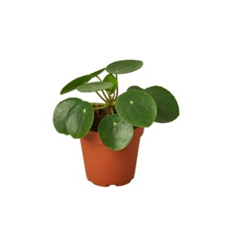 Chinese Money Plant