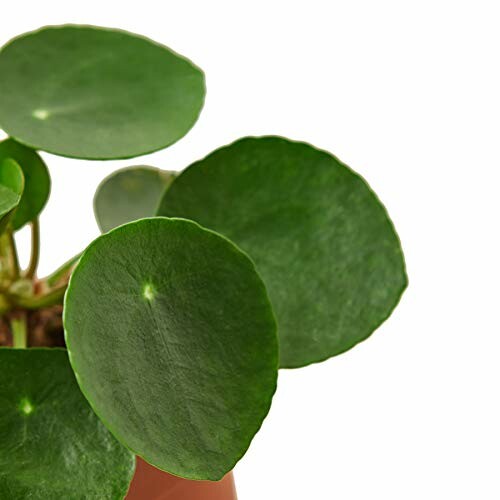 Close-up of Pilea peperomioides leaves