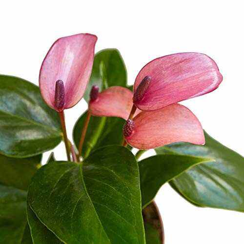 Pink anthurium flowers with green leaves