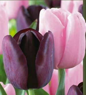 Sugar Plum Triumph Tulip Mixture