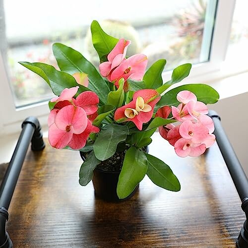 Potted plant with pink flowers on a wooden table by a window.