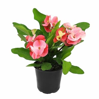 Potted plant with pink flowers and green leaves