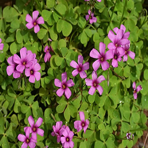 Pink flowers with green leaves of Oxalis Iron rubra plant