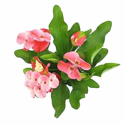 Top view of pink flowers with green leaves