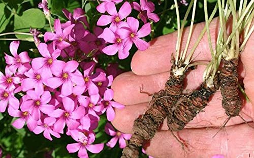 A hand holding plant roots next to pink flowers