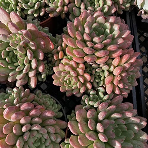 Sedeveria Pink Ruby