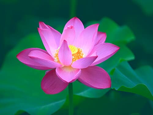 Pink lotus flower with green leaves.