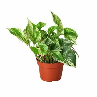 Pothos plant with variegated leaves in a brown pot