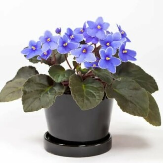 Light Blue African Violet