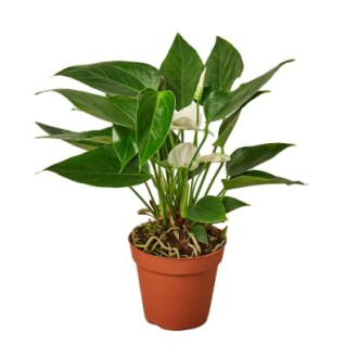 Anthurium 'White'