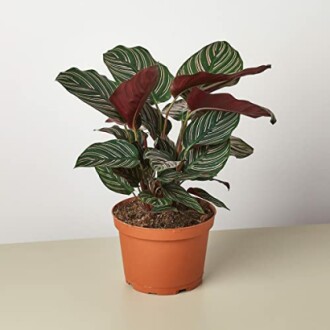 Calathea ornata plant in a pot with green and pink-striped leaves.