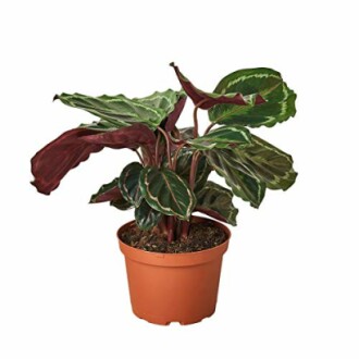 Potted Calathea plant with large green leaves