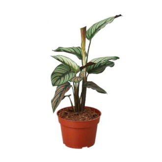 Calathea plant in a brown pot