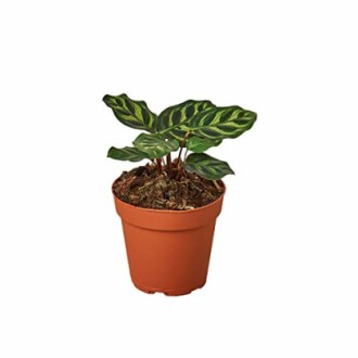 Potted Calathea plant in a terracotta pot