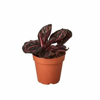 Calathea plant in a brown pot