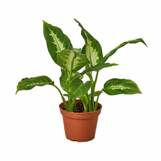 Potted dieffenbachia plant with green leaves