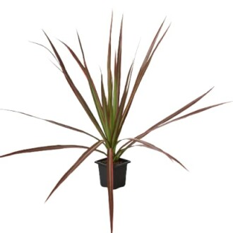 Dracaena 'Colorama'