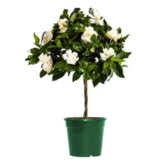 Mini Gardenia Veitchii Tree