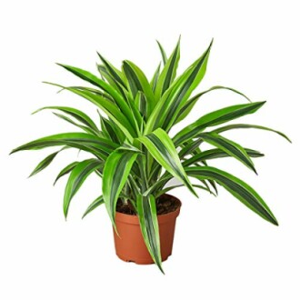 Dracaena 'Lemon Surprise'