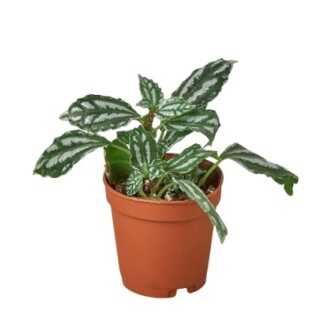 Potted green plant with variegated leaves