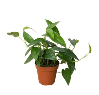 Potted green plant with heart-shaped leaves