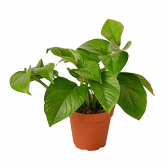 Pothos 'Green'