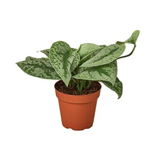 Potted green plant with large leaves.