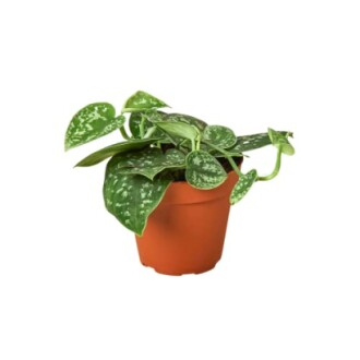 Green plant in a brown pot