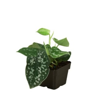 Potted green plant with variegated leaves