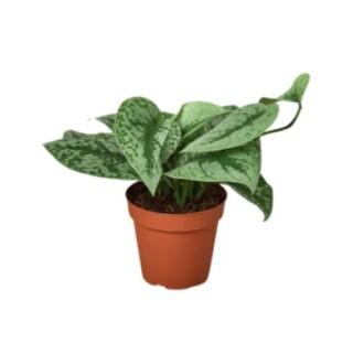 Potted green plant with large leaves