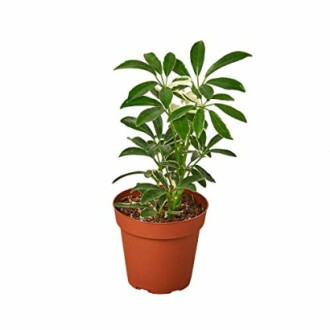 Potted green plant with multiple leaves