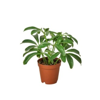 Potted green plant with broad leaves