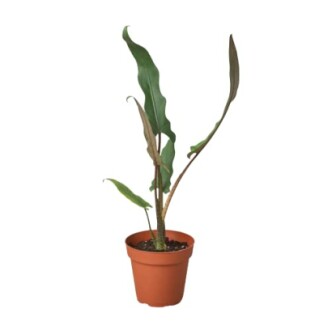 Tall green plant with elongated leaves in a brown pot