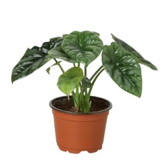 Potted green plant with large leaves