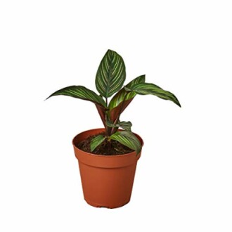 Potted green plant with striped leaves