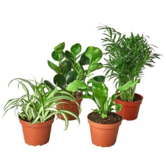 Four potted houseplants in brown pots.